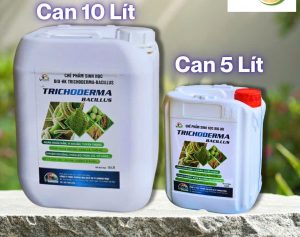 NẤM ĐỐI KHÁNG TRICHODERMA